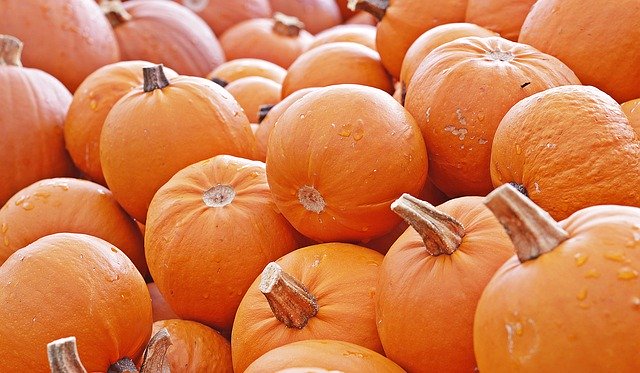 Fall Festivities Await at Chapel Hills Farm & Nursery